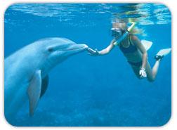 Dolphin therapy in Turkey